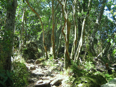 forest