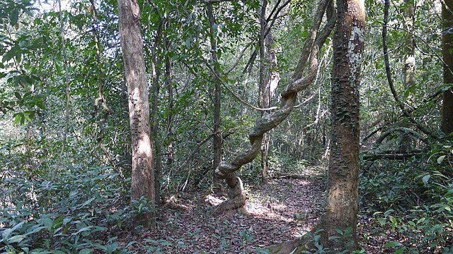 Linas Vines Liana Vines in the Rainforest