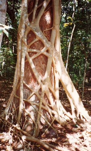 rain forest life fig tree in rain forest