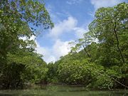 Amazon Rainforest Deforestation Amazon Rainforest Deforestation