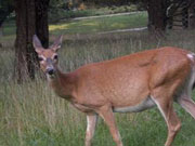 Most Dangerous Animal in America Most Dangerous Animal in America