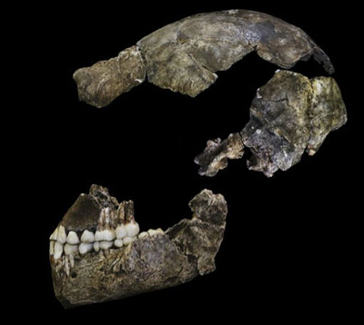 Homo naledi skull. Source: eLife Sciences Homo naledi skull. Source: eLife Sciences