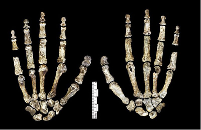 Hands of Homo naledi. Source: eLife Sciences Hands of Homo naledi. Source: eLife Sciences