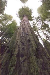 Hyperiod - Worlds Tallest Tree