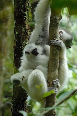 Silky Sifaka