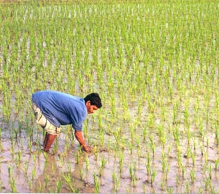 Rice Field