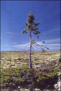 Oldest Tree