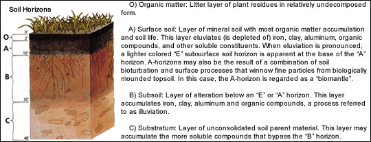 Soil Horizons Soil Horizons