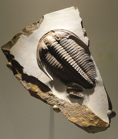 Trilobite, Houston Museum of Natural Science Trilobite, Houston Museum of Natural Science