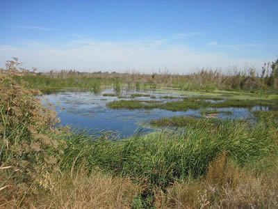 A wetland is a region where groundwater is found at the Earh's surface.